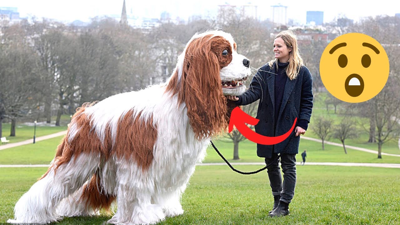 10 Most Giant Dog Breeds in the World Which one should you get for