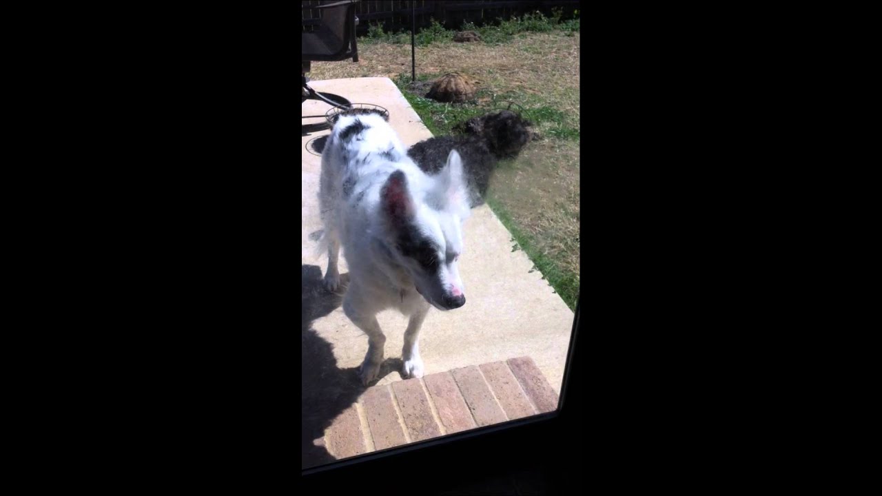 Dog Licking Window YouTube