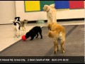 Dogs Rule Dog Daycare Grove City Ohio DOGSRULEDDC.com Dogs Rule Dog Daycare Grove City Ohio DOGSRULEDDC.com