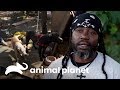 Possíveis cães de briga | Força-Tarefa Animal | Animal Planet Brasil
