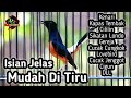 Masteran murai batu full isian tembakan cililin kenari kapas tembak gereja cungkok lovebird cigun