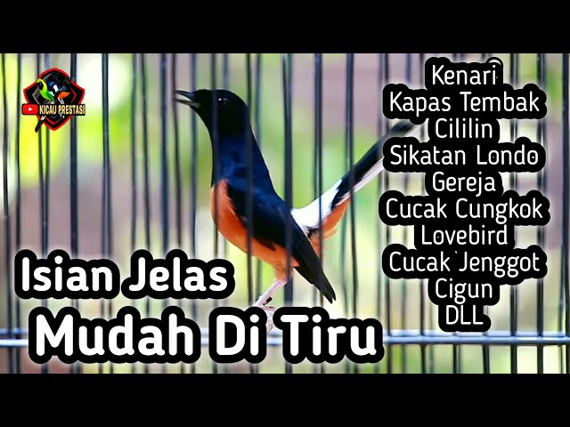 MASTERAN MURAI BATU FULL ISIAN TEMBAKAN CILILIN KENARI KAPAS TEMBAK GEREJA CUNGKOK LOVEBIRD CIGUN class=