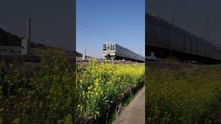 春ですね。菜の花とJR両毛線。電車が来るよ。#187