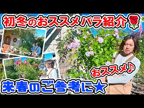 Introducing recommended roses that bloom in early winter ♪ [Gifts