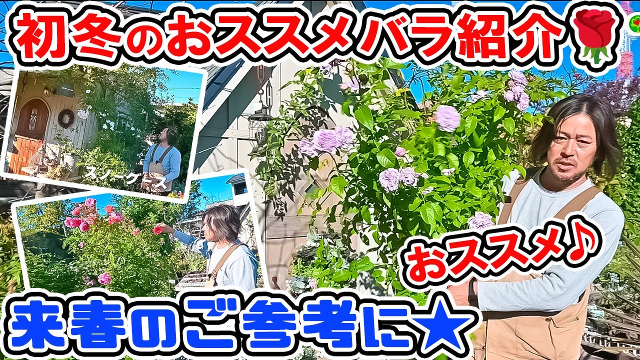 初冬に咲くおススメのバラ🌹のご紹介♪【プレゼントあります♪】 ローズガーデンカネコさん