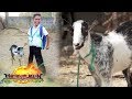 Alwytz Gaoiran's Goat Graduation Gift | Matanglawin