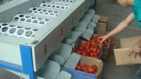 tomato sorting machine , fruit sorting machine from sally 0086 15937125109