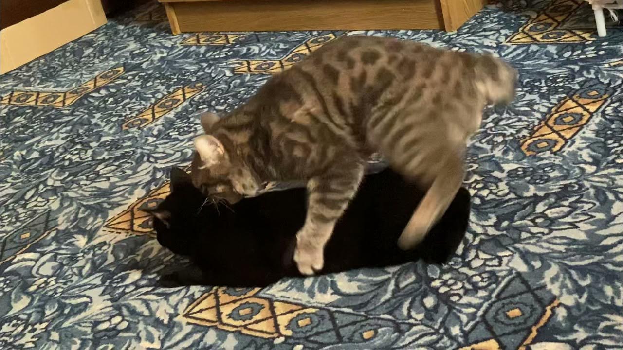 Кот стучит хвостом по полу. Звук кота в брачный период слушать. Мяуканье кошки в брачный период. Кошки в очереди. Зов кота в брачный период.