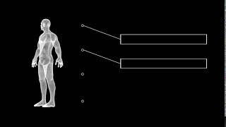 Human Plexus