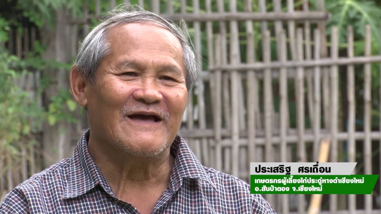 ไก่ประดู่หางดำเชียงใหม่แก้ไข1