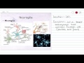 Nervous Tissue: Neuroglia