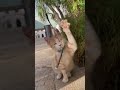 Funny اكسبلور لاتنسوا الاشتراك في القناة وتفعيل الجرس Chats قطط قطة ق 
