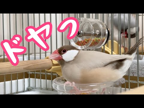 新しいおもちゃを1日で完璧に使いこなす文鳥こむぎ　フォージングトイ、フォージングスピン　癒し動物　面白い動物　Java sparrow
