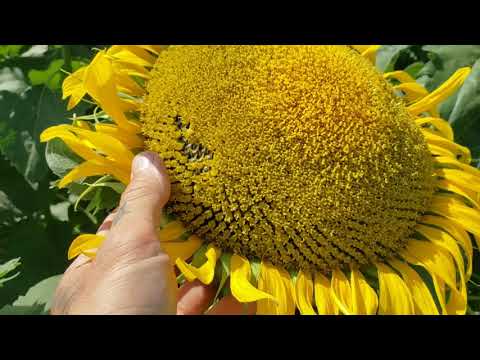 Video: Wilde Asteraceae