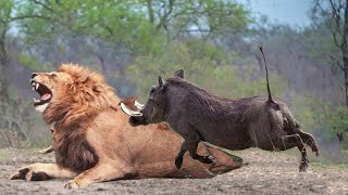 Lion Vs Warthog Tragic Ending For Lion When Choosing Wrong Opponent! Warthog Kills Lion To Save Baby