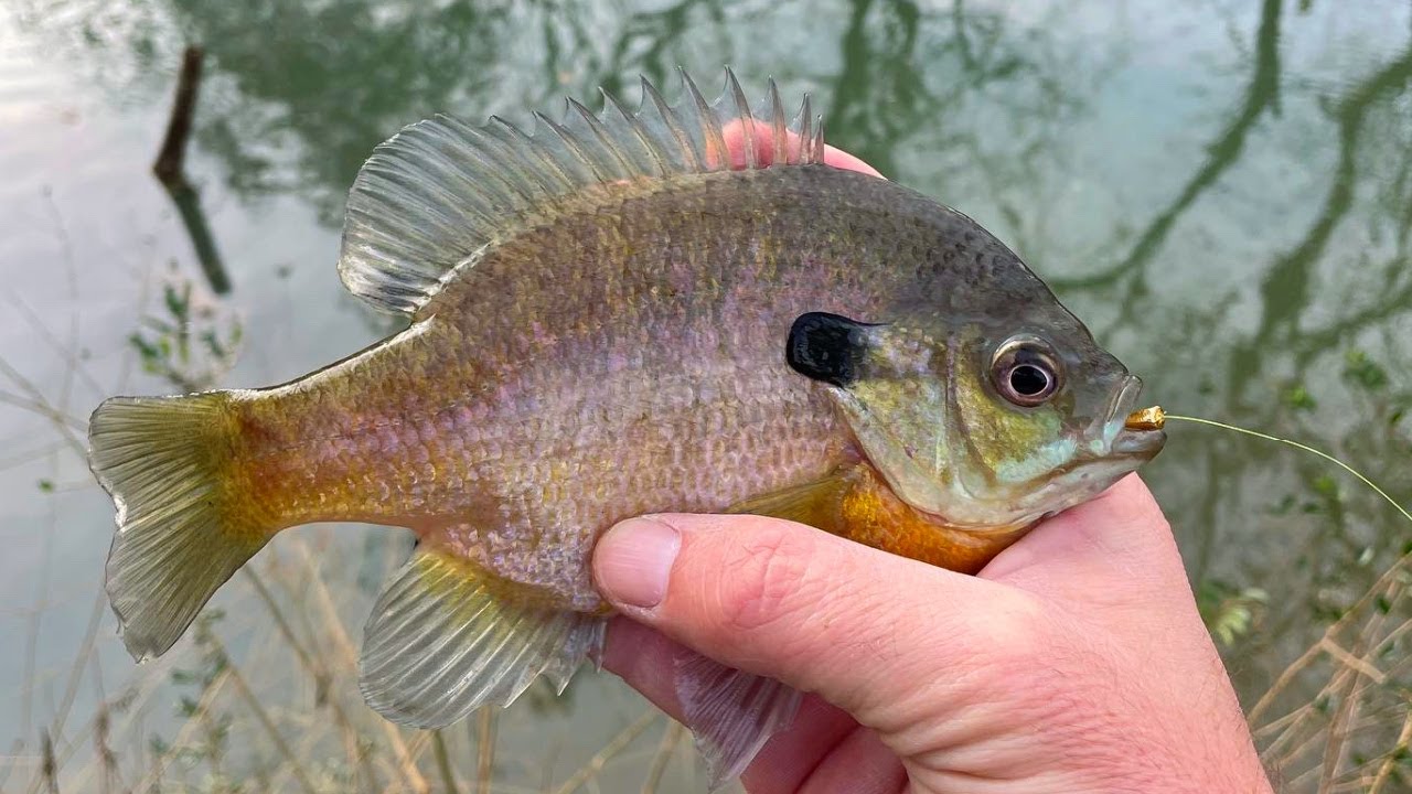 Catching Fish on Every cast with Little Swimbait
