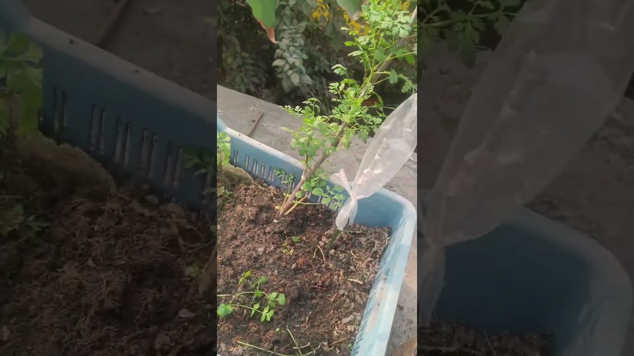 Dhaniya forest in my rooftop garden 🏡.