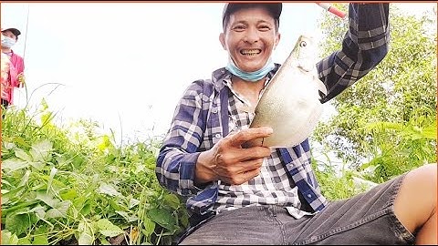 Câu rô đồng dính thác lác khủng điểm mới toàn cá bự|Hương Quê Bạc Liêu |T27