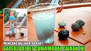 Cukup Dengan Cara ini Muncang Kalian Jadi Kuat ..‼️