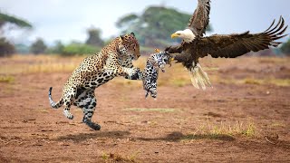 Daring Eagle hunts For Baby Leopard In Territory Of Fierce Mother Leopard &amp; What Will Happen Next?