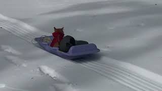 Cat Goes Sledding in the Snow! #Cats #Shorts