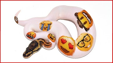 HUGE Leap Forward with this Ball Python Project!