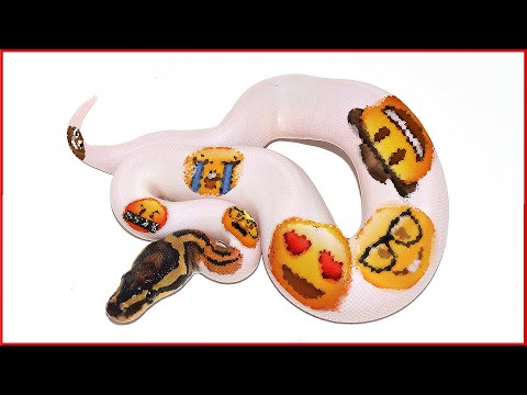 HUGE Leap Forward with this Ball Python Project!