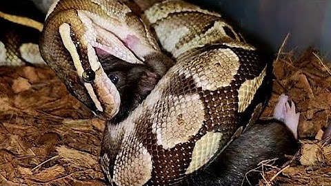 Python Gives Rat A Bear Hug / Warning Live Feeding
