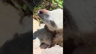 Sun bath woth baby goats #goats #babygoats #farming