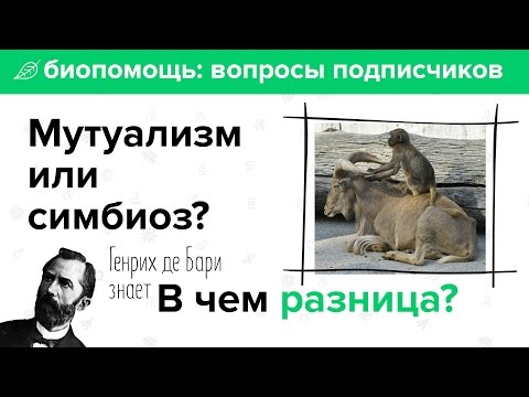 Чем мутуализм отличается от симбиоза?