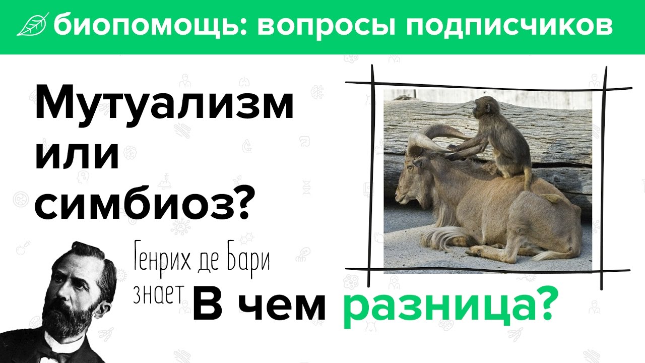 Чем мутуализм отличается от симбиоза? - YouTube