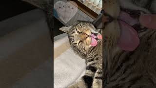 Funny cats 🐈 😻 🐈⬛️ 😄 #funnycat #cutecat #catlover #tik tok #foryoupage