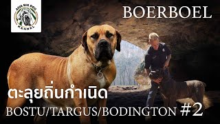 BOERBOEL Farm ดีที่สุด # 2 / BOSTU /TARGUS / BODINGTON / Ep.11