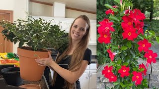 Repotting & Over Wintering My Mandevilla! | Simply Bloom