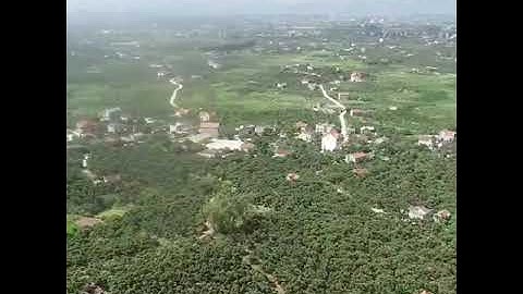 Mùa Vải Thiều về Quê Hương Lục Ngạn, Bắc Giang. Lychee harvest season 2020 coming...