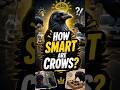 Crows Are Smarter Than You?! 😳 #CrowFacts #SmartAnimals #shorts #factohector