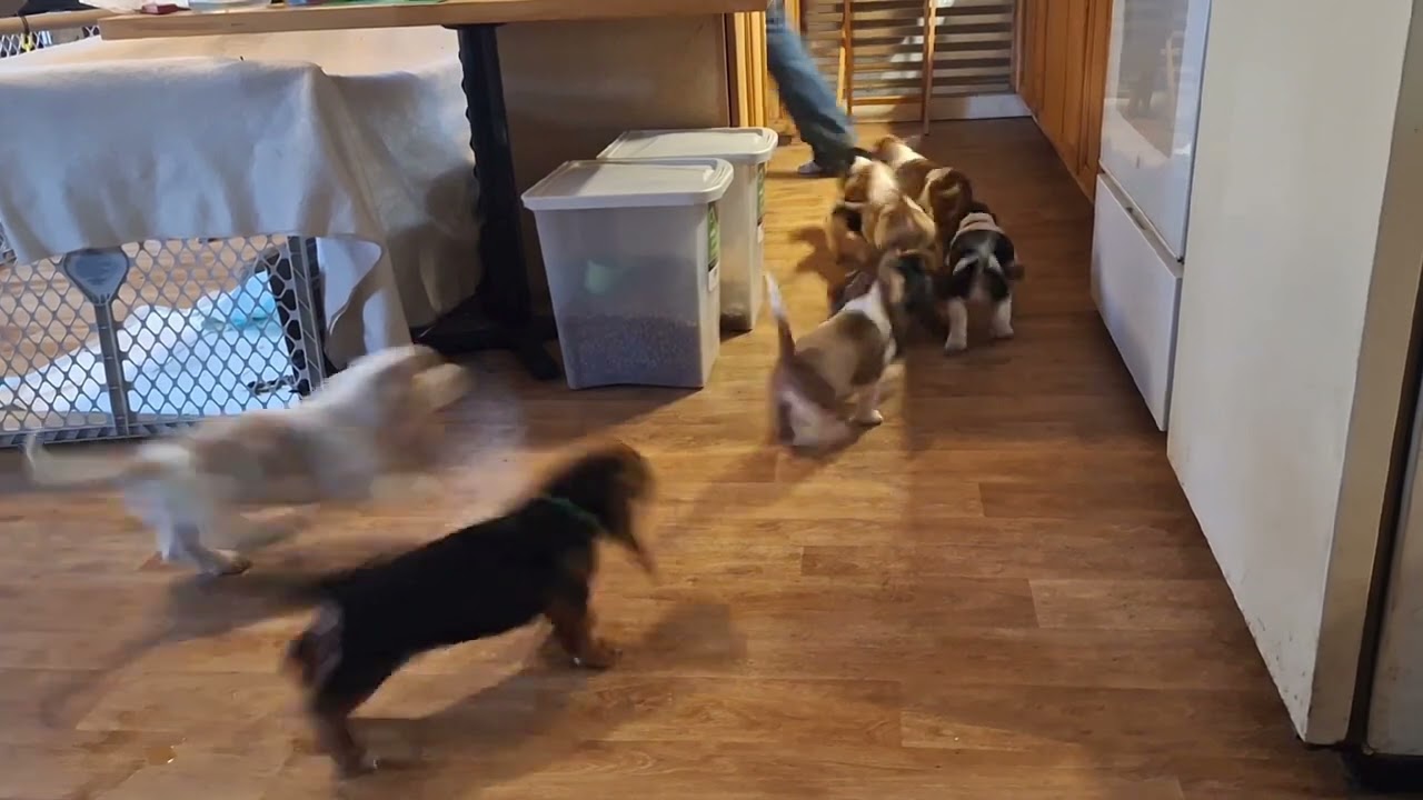 Basset Puppy Run!