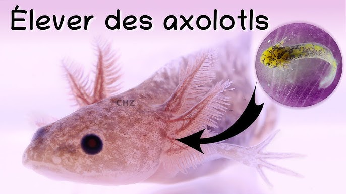 Allez (virtuellement) adopter un axolotl, le Peter Pan des