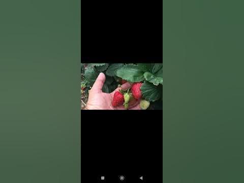 15 декабря 2023 г. Сорт Альбион - YouTube