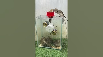 Mouse Rat Trap Bucket #funny #viral #mouse