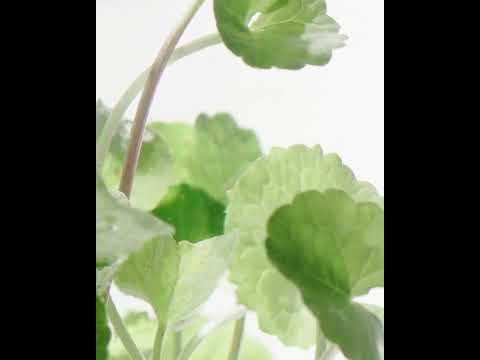 Video: Kekuatan penyembuhan Centella asiatica