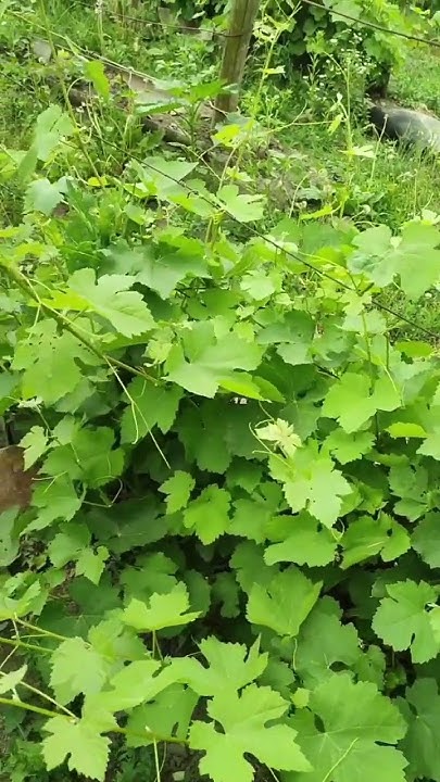 Виноградник без обработок🍇 #виноделие #вино #дача #сад - YouTube