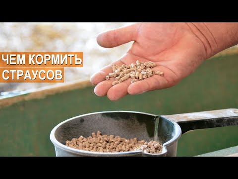 Чем кормить страусов в домашних условиях