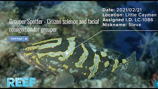 Grouper Spotter How to Submit an Encounter screenshot 2