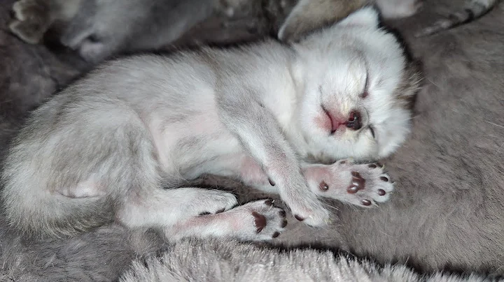 Video 10699561: kittens cutecat catlife catlover, catlovers kitten cats catlife, catlife cutecats funnycats catlove, newborn kittens