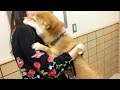 柴犬こてつ君、注射だよ( ；∀；)しがみつき泣き叫んじゃう…