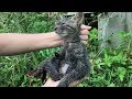 【子猫を保護しました】かなり衰弱していて危険な状態