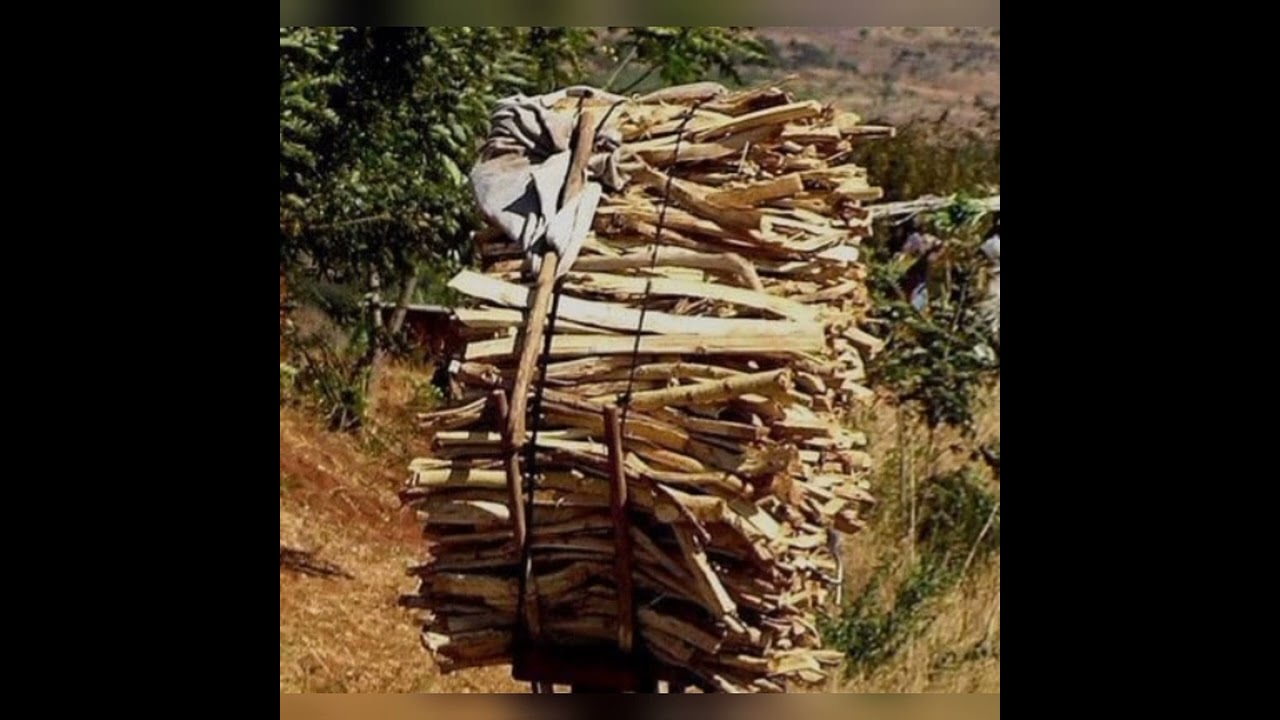 Ապերախտ տղան և հոգատար ծառը