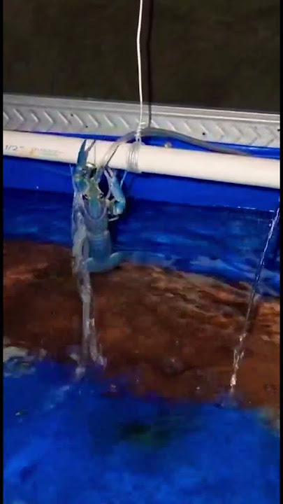 Hati hati buat pemula yang baru beternak lobster air tawar, lobster air tawar pandai memanjat!