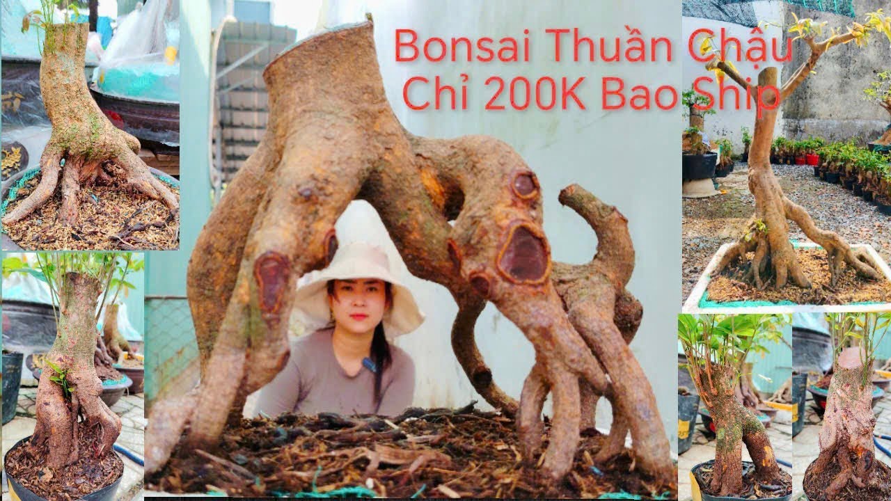 (Mỹ Châu #zalo_0944383255)#Mai vàng phoi Bonsai thuần chậu nhiều thế GL 30/3/26 ĐC:P.Bình Thủy,CT